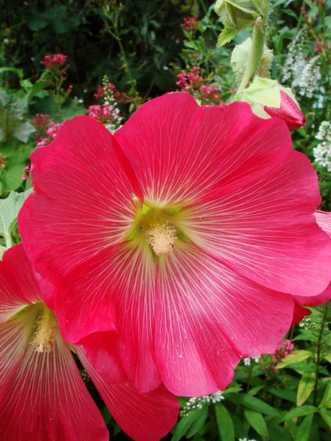 Alcea rosea